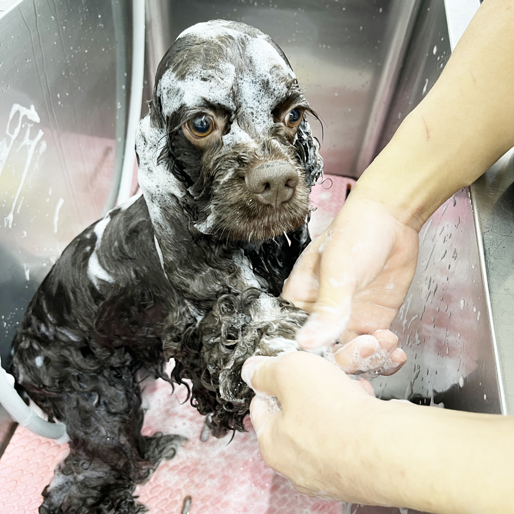 お客様の愛犬をトリミング！①
